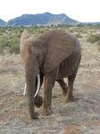 14082 Elephant walking.jpg